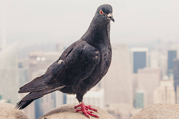 istock Dove on the roof 480870999
