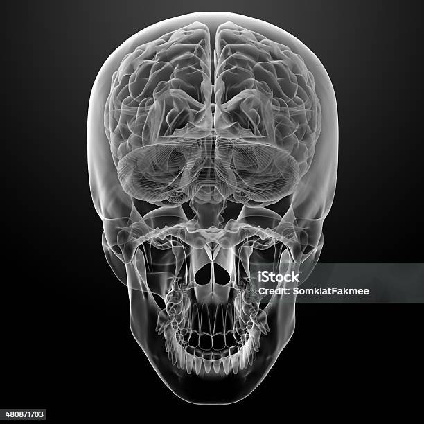 Menschliche Gehirn Xray Stockfoto und mehr Bilder von 3-D-Scanning - 3-D-Scanning, Anatomie, Blau