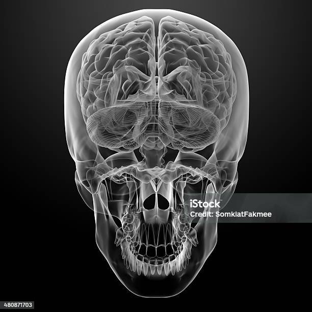 Cérebro Humano Raio X - Fotografias de stock e mais imagens de Anatomia - Anatomia, Azul, Cabeça Humana