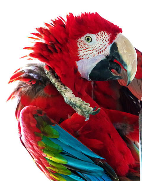 parrot red parrot red close-up Isolated on white background richie mccaw stock pictures, royalty-free photos & images