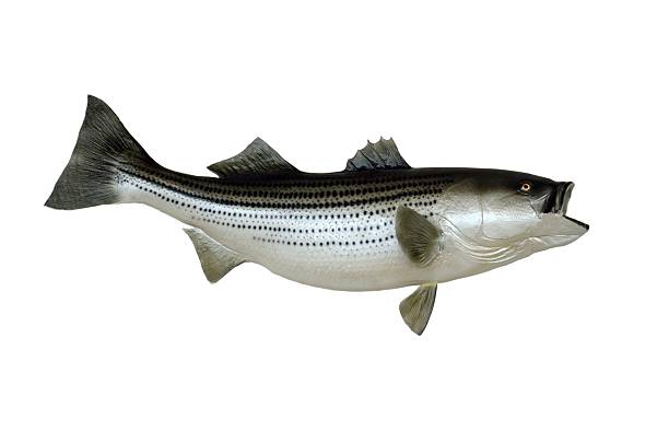 Stripe Bass Fish Stripe Bass fish mount with isolated white background. hunting trophy stock pictures, royalty-free photos & images