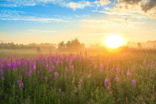 istock landscape with the sunrise  and  blossoming meadow 480872808