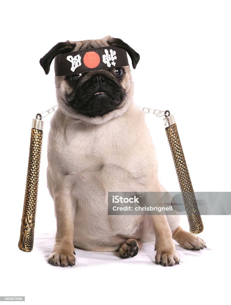 Ninja karate pug Ninja karate pug studio cutout Dog Stock Photo