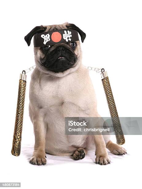 Ninja Karate Pug Stock Photo - Download Image Now - Dog, Ninja, Humor