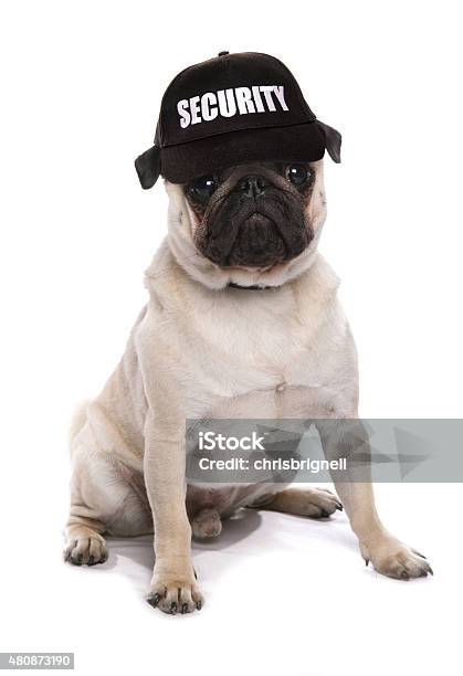 Guard Dog Pug Stock Photo - Download Image Now - Guard Dog, Humor, Security