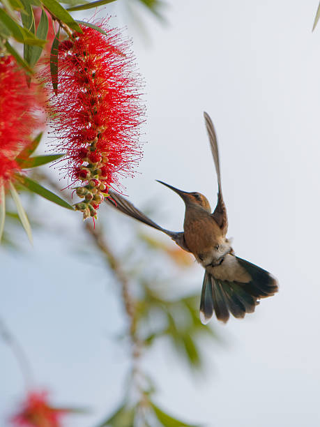 istock Hummingbird approaches a red flower to feed 480873608
