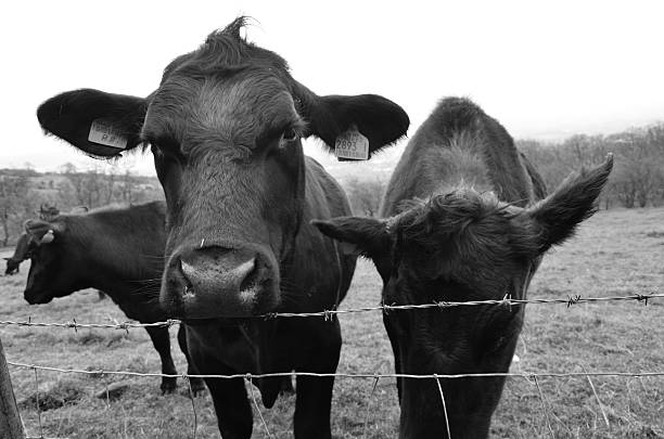 istock BLACK COWS, BLACK BULLS, COW, BLACK AND WHITE PICTURE 480873754