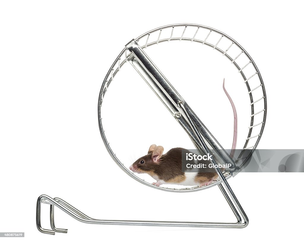 Common house mouse running in a wheel Side view of a Common house mouse running in a wheel, Mus musculus, isolated on white Mouse - Animal Stock Photo