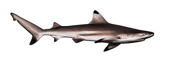 istock Side view of a Blacktip reef shark, Carcharhinus melanopterus 480875741