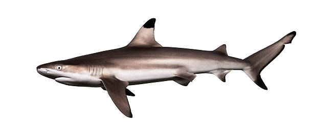 istock Side view of a Blacktip reef shark, Carcharhinus melanopterus 480875755