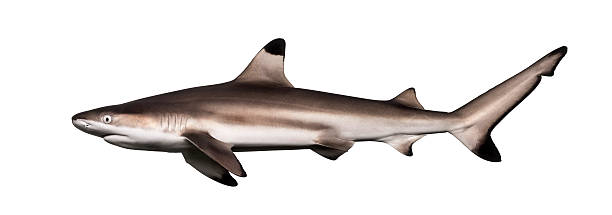 istock Side view of a Blacktip reef shark, Carcharhinus melanopterus 480875775