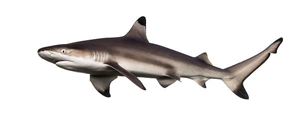 istock Side view of a Blacktip reef shark, Carcharhinus melanopterus 480875793