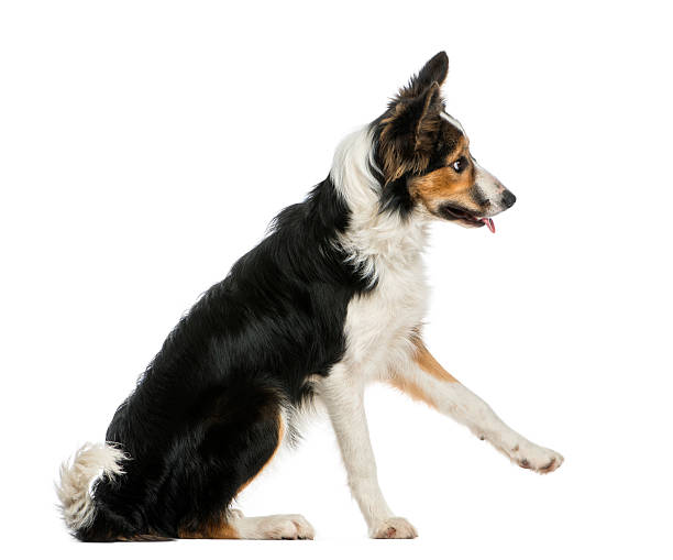 istock Side view of a Border collie pawing up, obeying 480875889