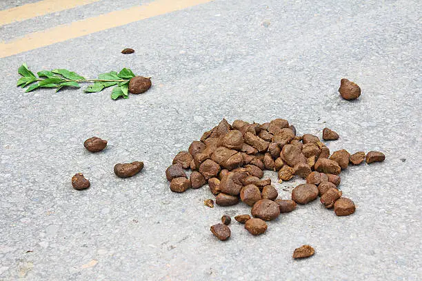 Horse dung on street