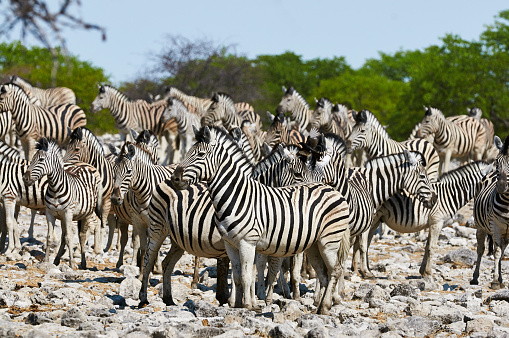 A Cape mountain zebra (Equus zebra) in natural habitat, Mountain Zebra National Park, South Africa