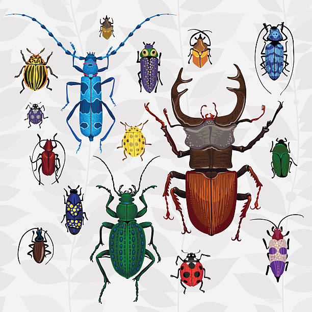 Bright vector set with colorful bugs. Bright vector set with colorful bugs. Drawing of beetles. Insect on the background with gray leaves. Cartoon bug illustration. ground beetle stock illustrations