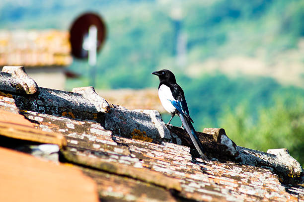 istock Colorful bird on the roof 480877308