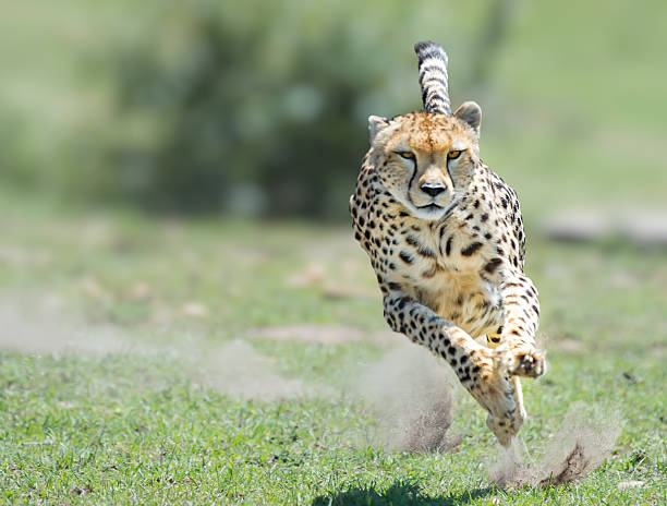 Cheetah on the hunt stock photo