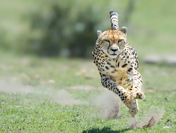 Female Cheetah on the hunt in the Masi Mara Game Reserve, Kenya