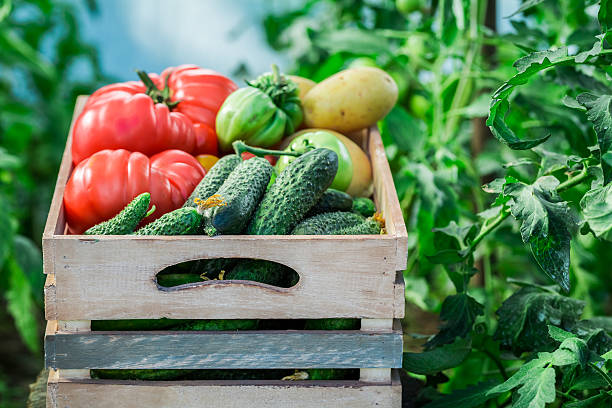 istock Harvested vegetables in greenhouse 480877840