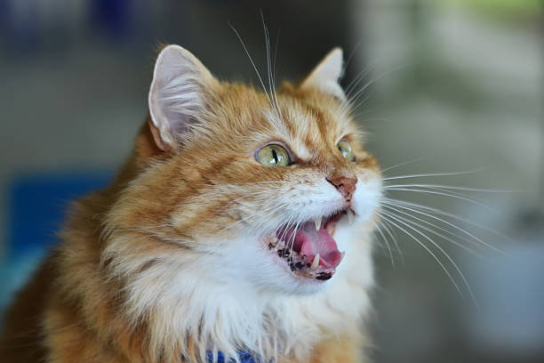 Fluffy red cat The portrait of fluffy mewing red cat. miaowing stock pictures, royalty-free photos & images