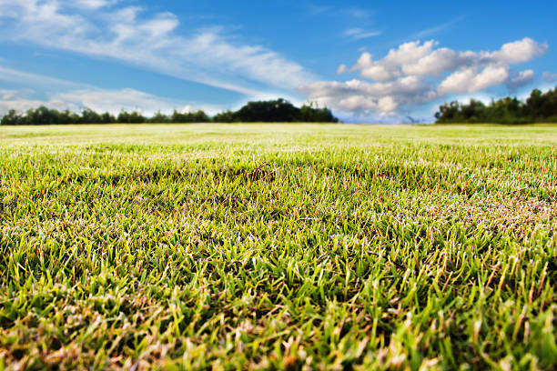 istock field of spring grass against blue sky with cloud.Shallow DOF 480879295