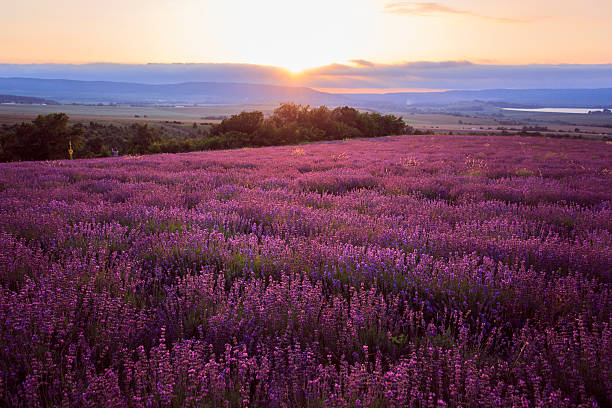 istock Lavander field of Crimea. 480880474