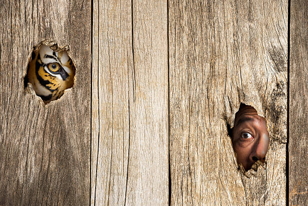 istock Tiger and human eye in wooden hole 480880480
