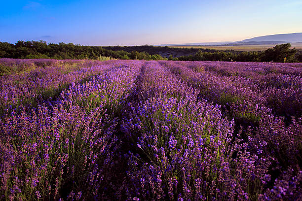 istock Lavander field of Crimea. 480880482