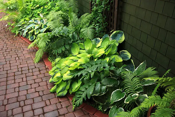 Fern and hosta garden in the rain.  Brick patio and shingle siding of house.