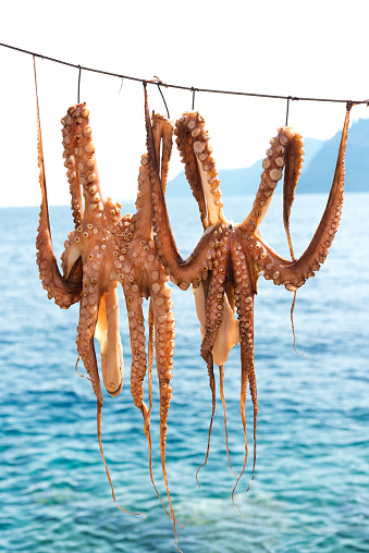 Freshly caught Octopus hanging and drying by natural air in a wooden box with insect protective grid on the beach and exposed to the summer sun at a typical traditional taverna in Greece. Travel and food background.