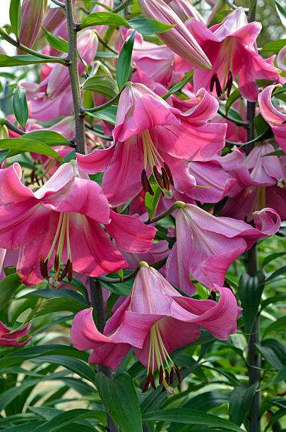istock Pink stargazer lily flowers 480881682