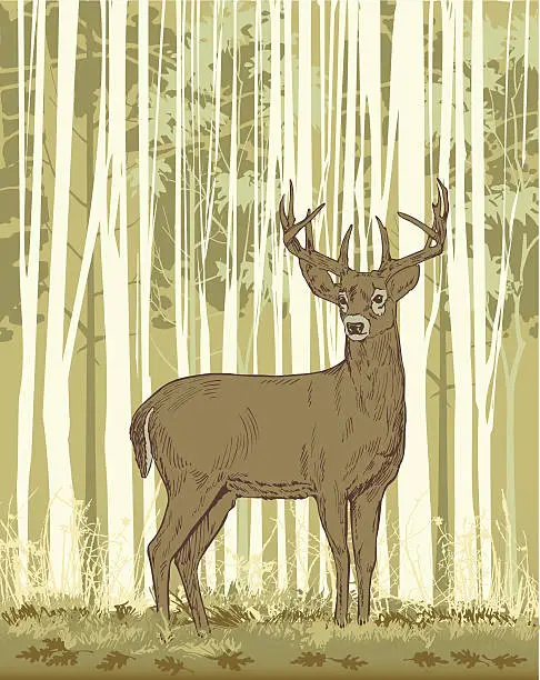 Vector illustration of Deer Woods