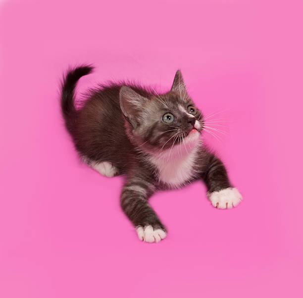 istock Siberian fluffy tabby kitten lies on pink 480883926
