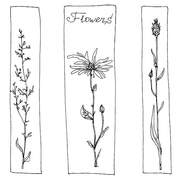 floral composition rectangular floral compositions with ink drawing herbs and flowers in the square, doodle wild plants, monochrome black line drawing floral card, hand drawn vector illustration Blewit stock illustrations