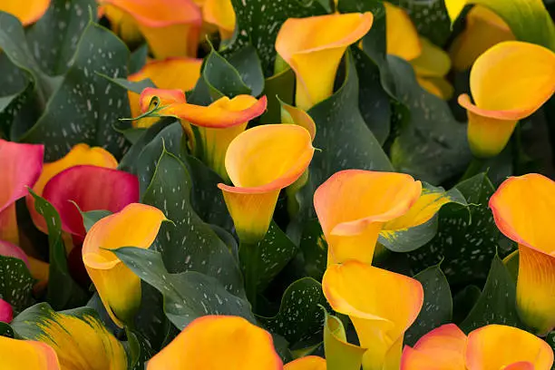 A view of a group of Orange Calla lily (Zantedeschia aethiopica, Arum lily, Varkoor)