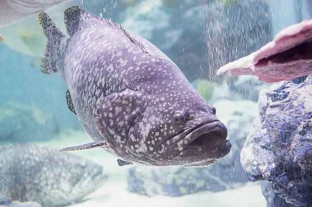istock Giant grouper or Queensland grouper 480884376