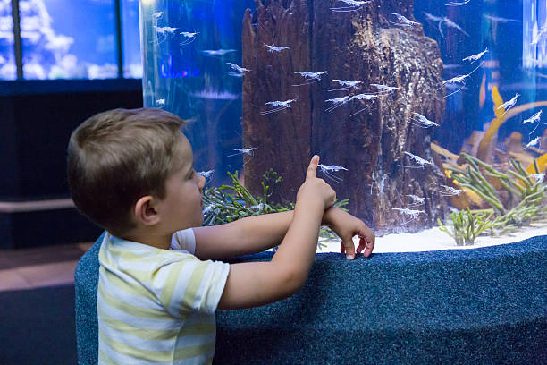 istock Cute boy looking at fish tank 480884398