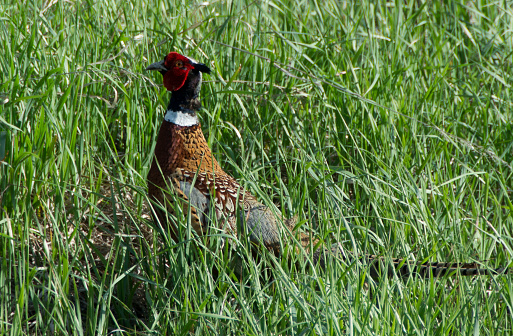 A profile shot of a pheasant in tall grass