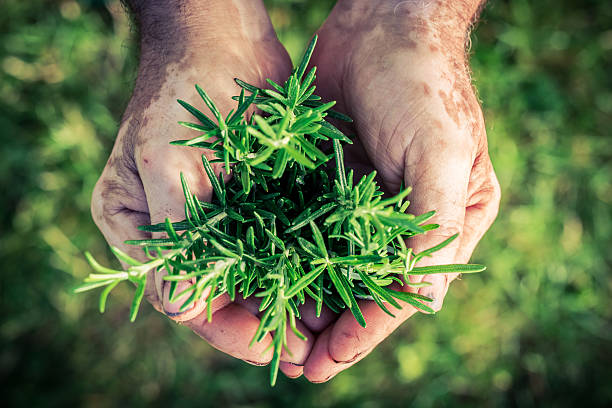 istock Freshly harvested rosemary in hands 480884960