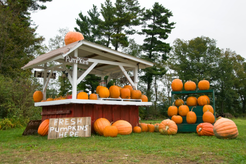 Pumpkin stall.