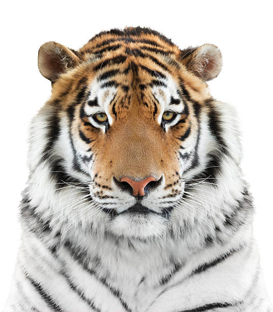 face of тигра - tiger animal endangered species human face стоковые фото и изображения