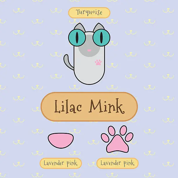 Vector illustration of Lilac mink cat.