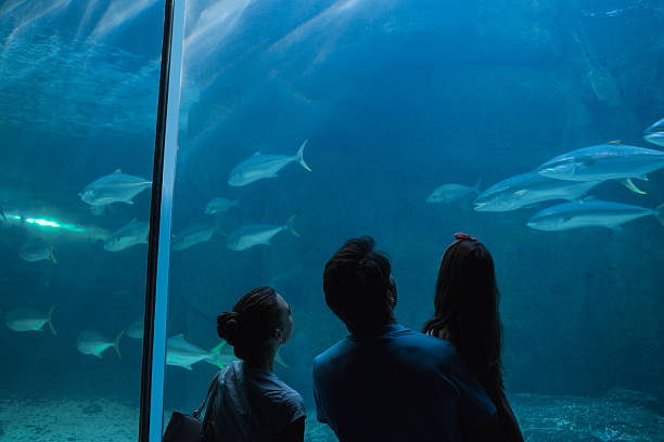istock Happy family looking at fish tank 480889164