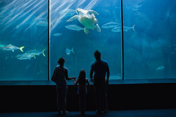istock Happy family looking at fish tank 480889166