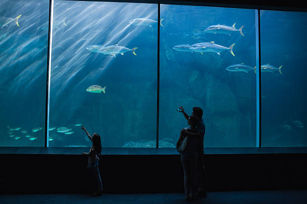 istock Happy family looking at fish tank 480889172