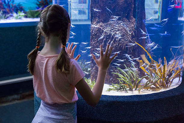 istock Cute girl looking at fish tank 480889206