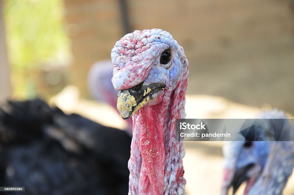male turkey 2015 Stock Photo