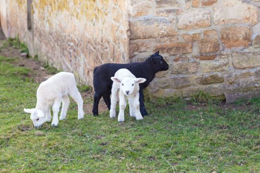 very cute young lambs on a farm being playful which each other