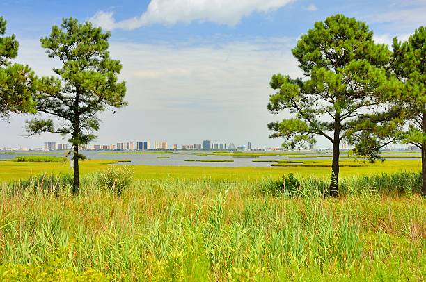 Looking over salt marsh and  across Assawoman Bay to the skyline of the northern section of Ocean City Maryland